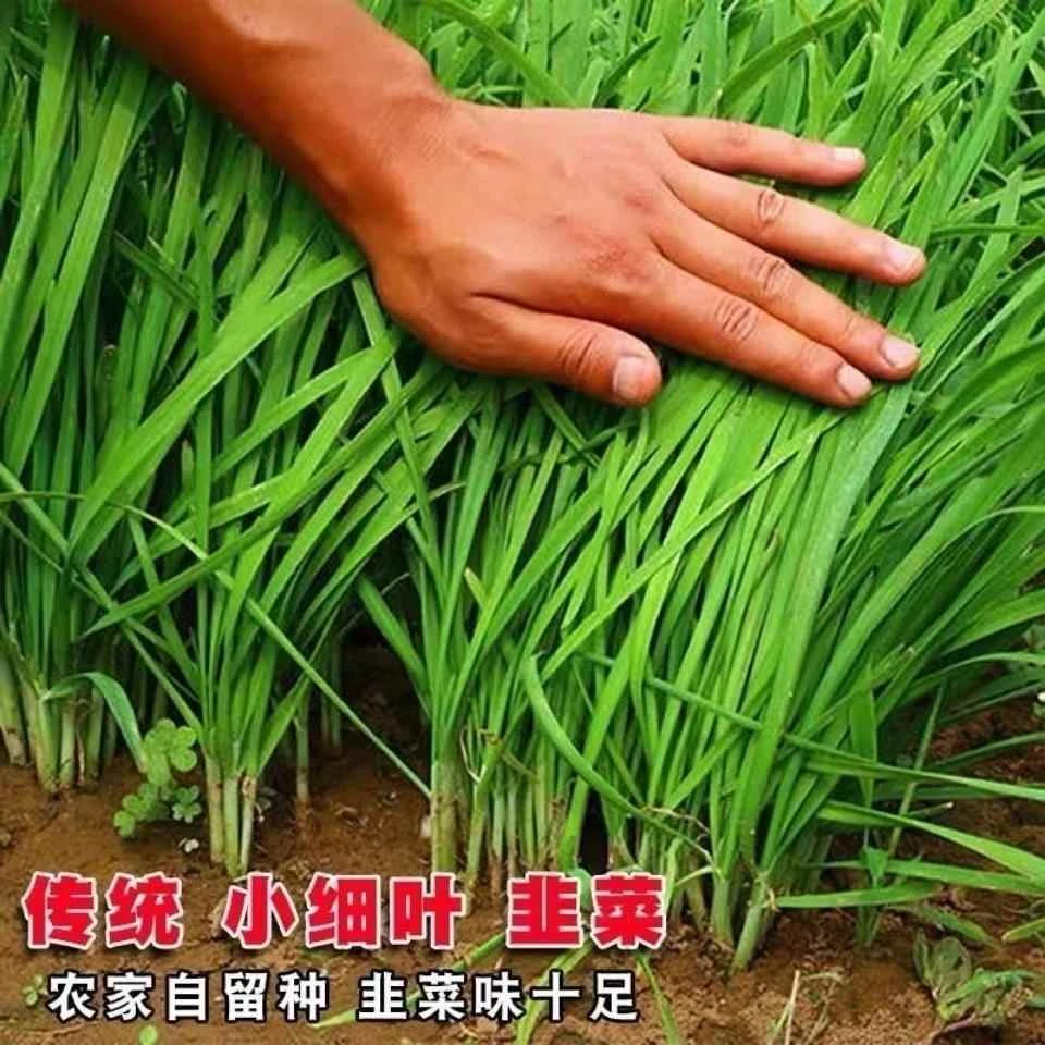 四季韭菜种子小细叶韭菜籽本地紫根红根韭菜耐热高产阳台菜种子