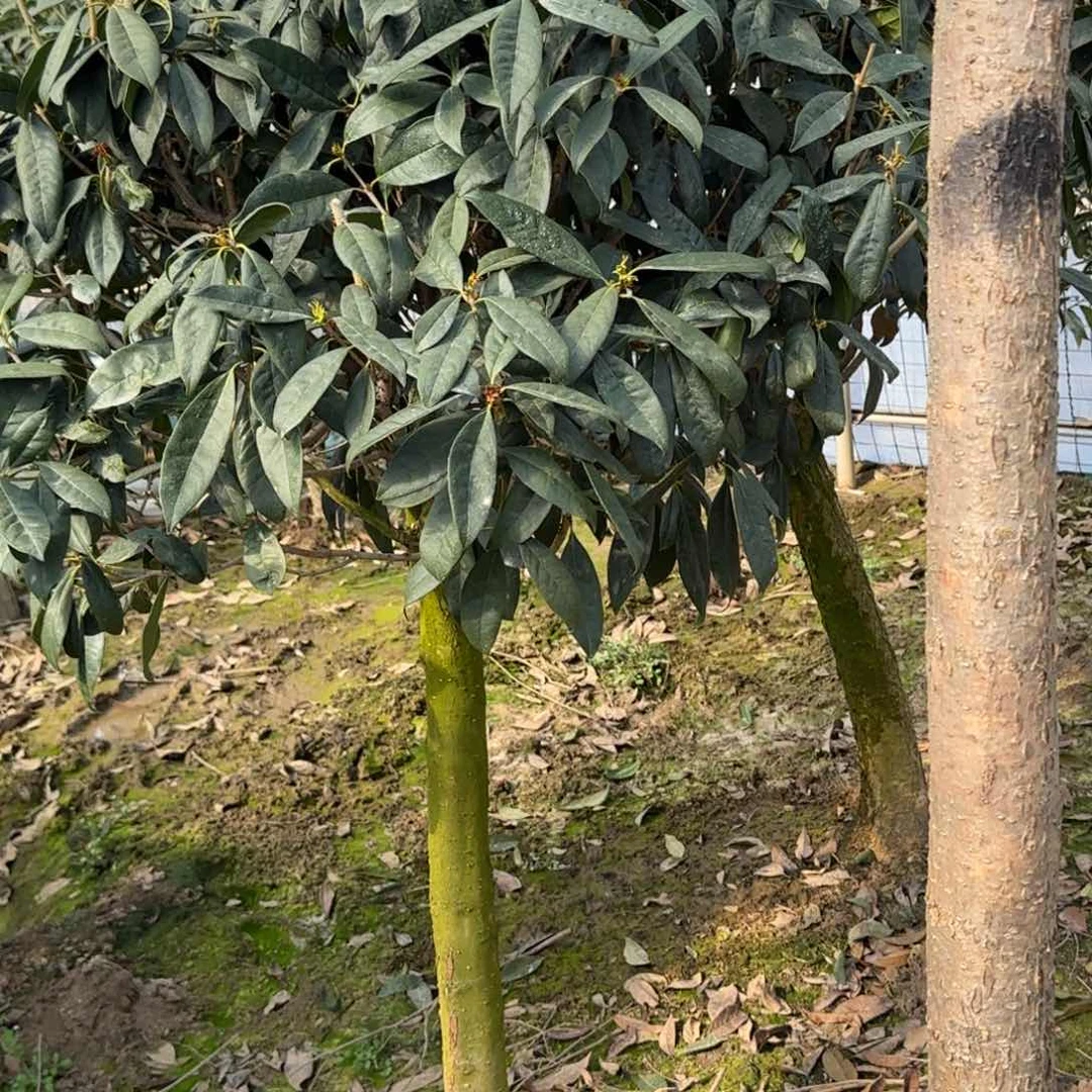 @*宸桂花。四季桂系列