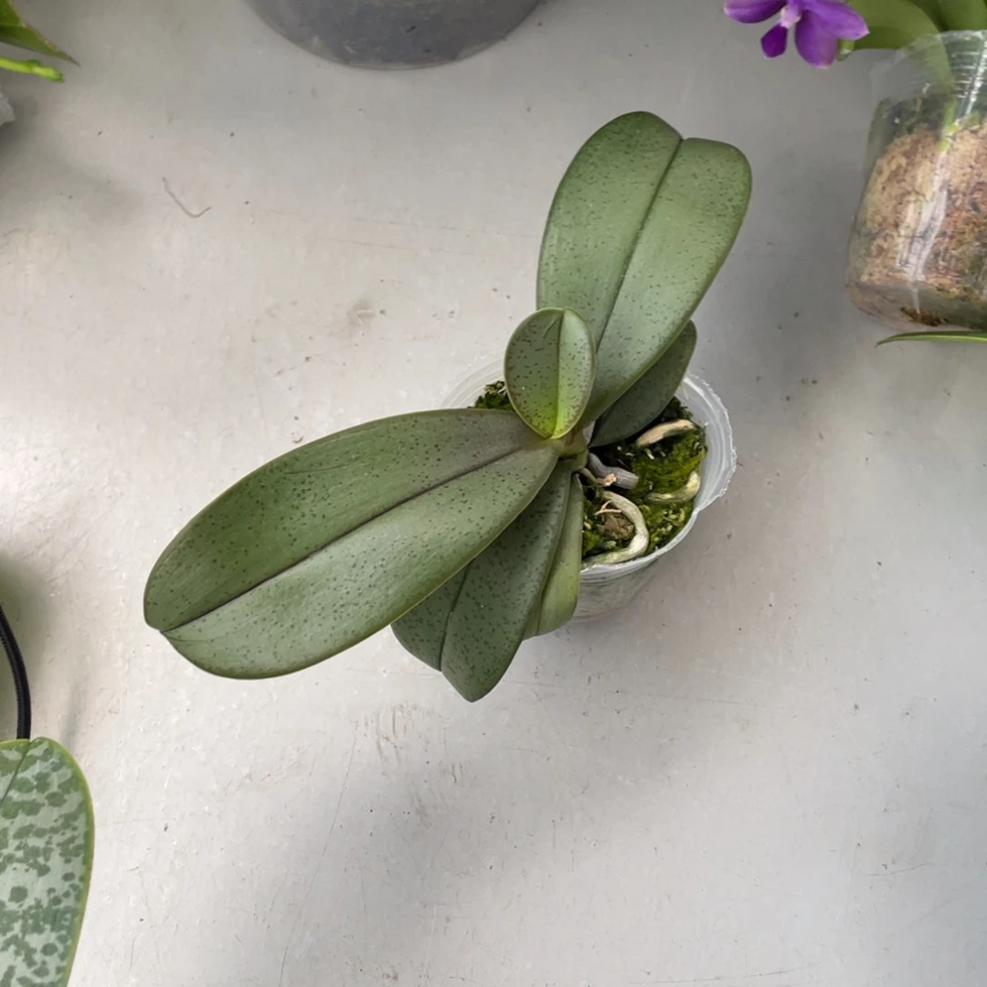 当前无花栽培后可以开花（枫之谷）2.5少根