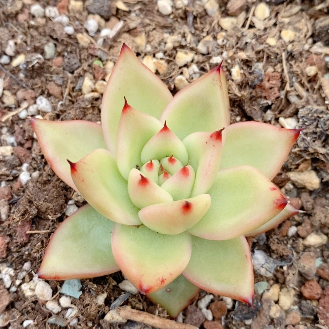 透色东云系多肉植物2742号