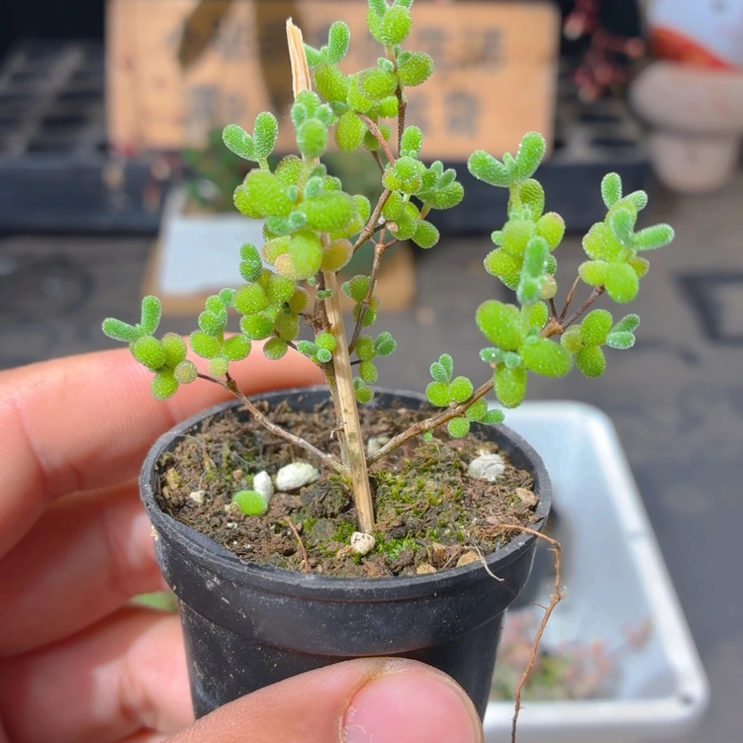 小盆蜜橘糖球多肉9.9包邮发货