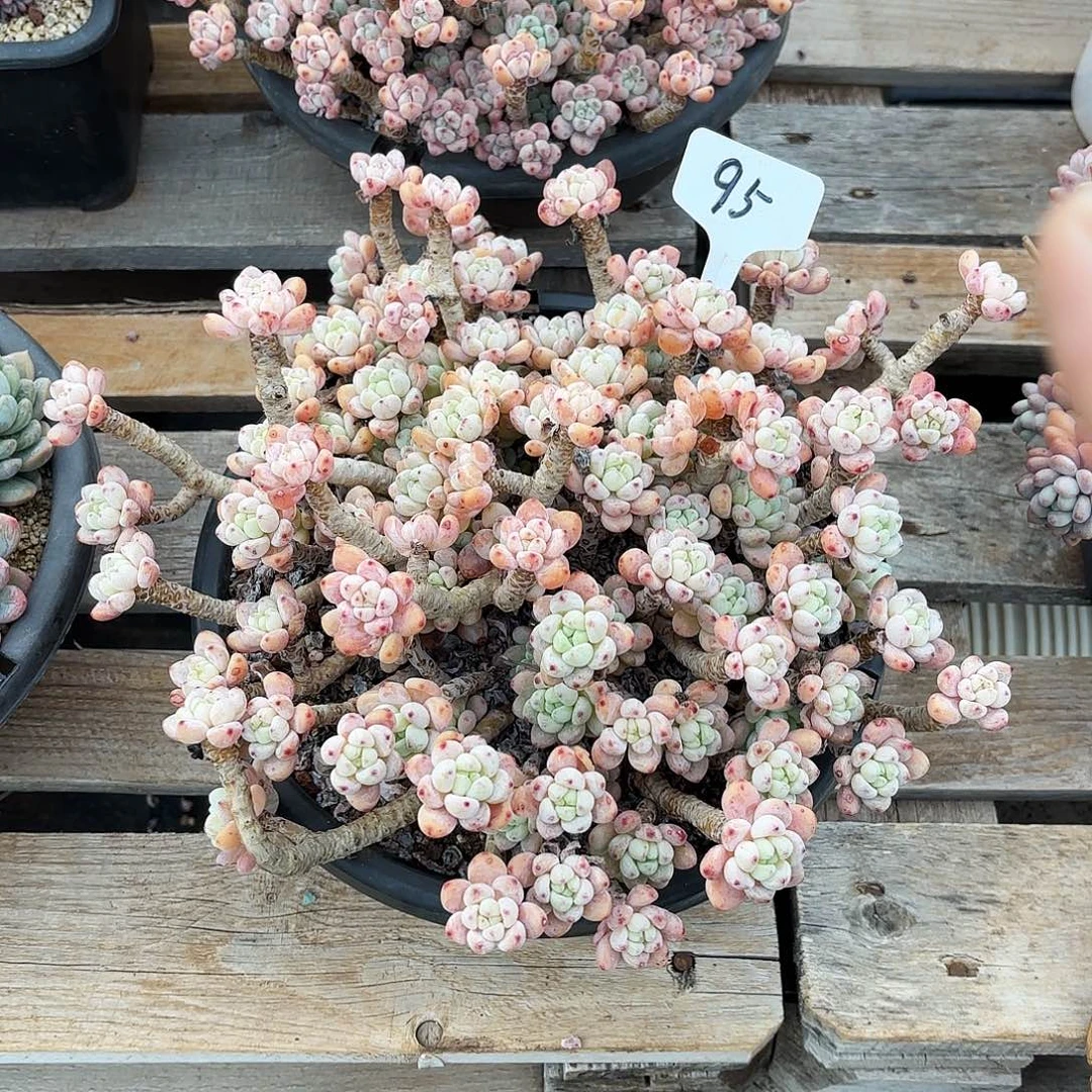 多肉植物，樱花罗骑95号