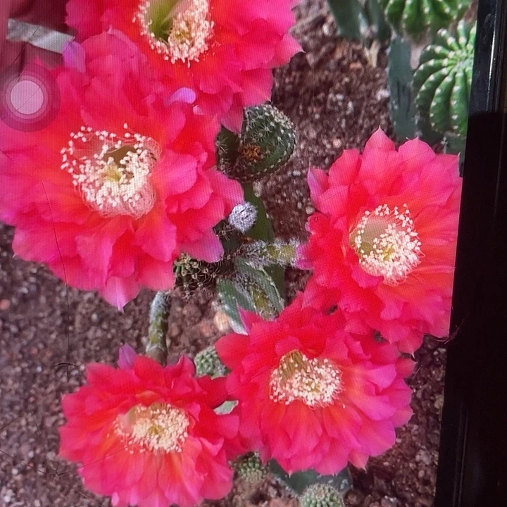 白心绿吼4公分侧牙福利