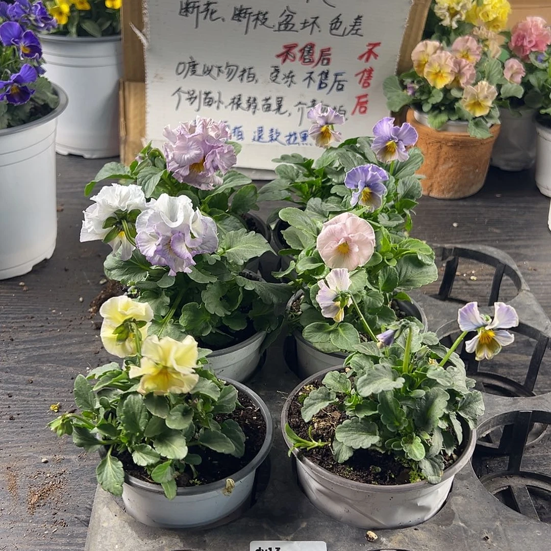 大部分花苞少量开放298号