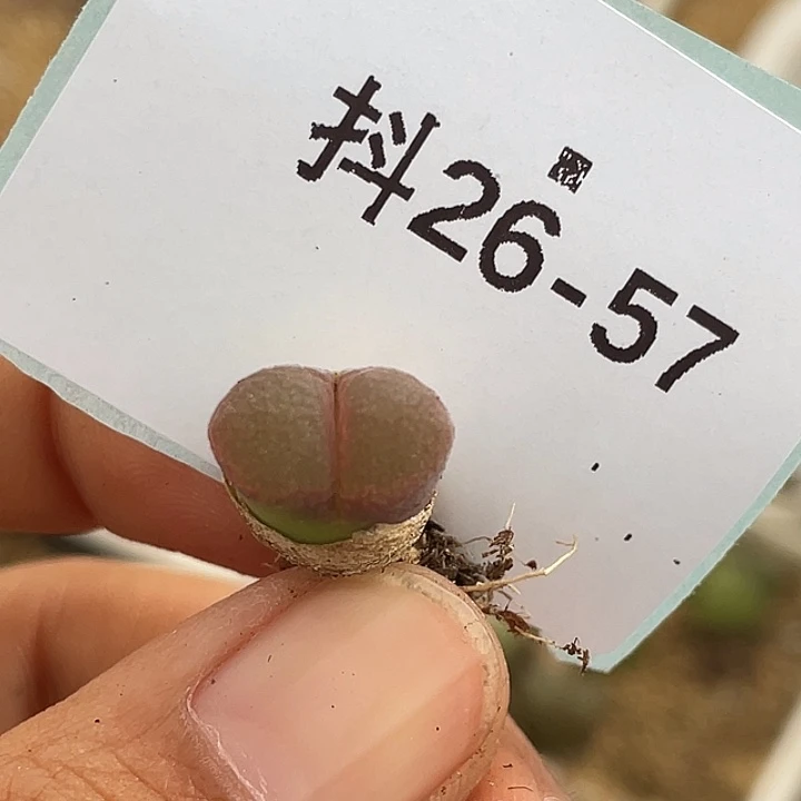 26-57小苗c10多肉植物