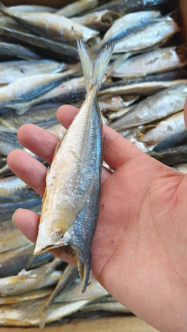 新鲜巴浪鱼干去头巴浪鱼