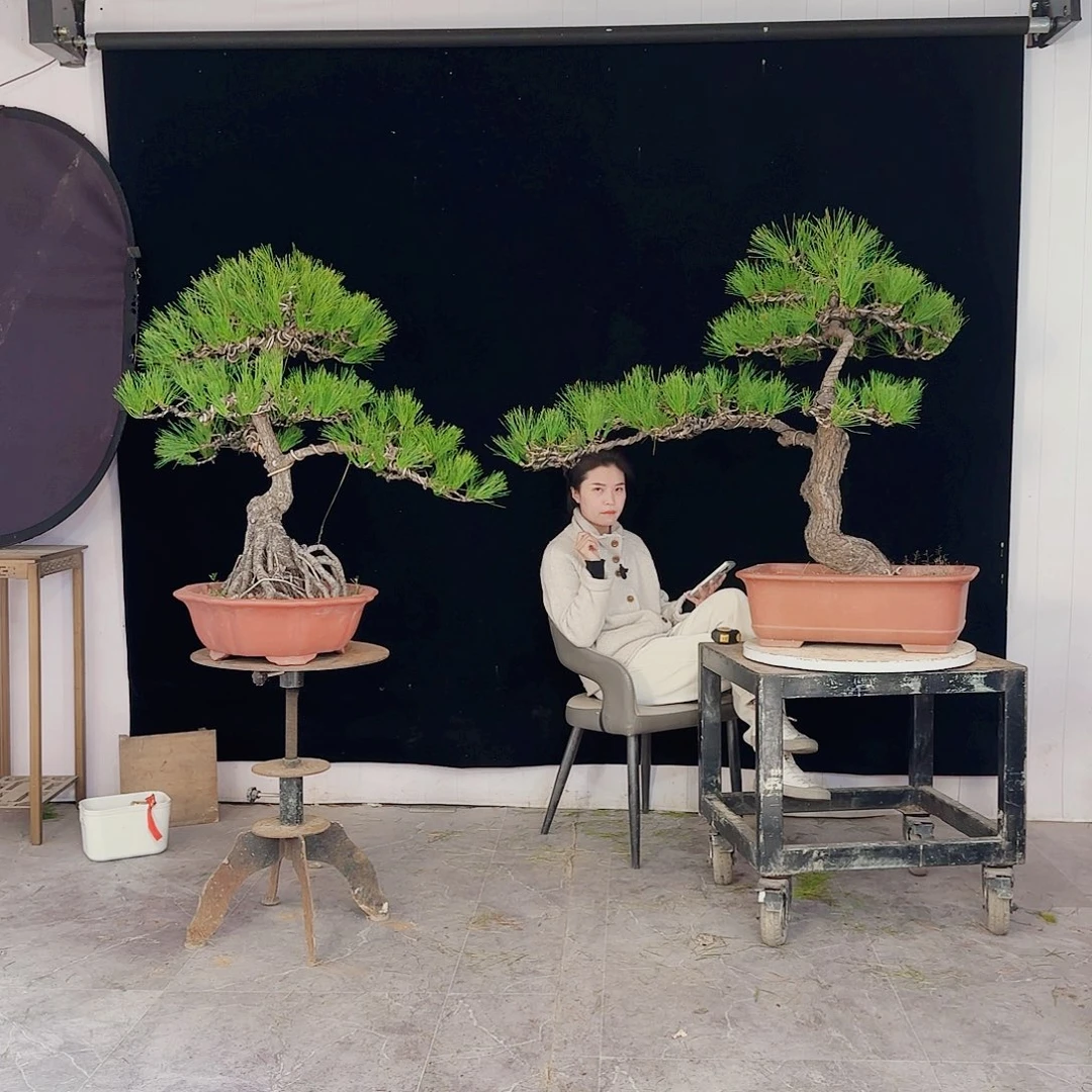 小***榴无花朵黑松盆景直播间