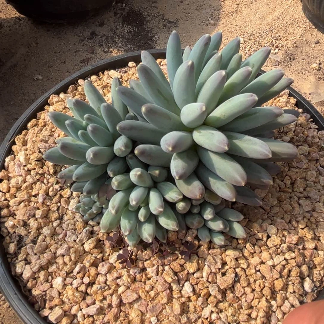 伊卡鲁斯多肉植物595