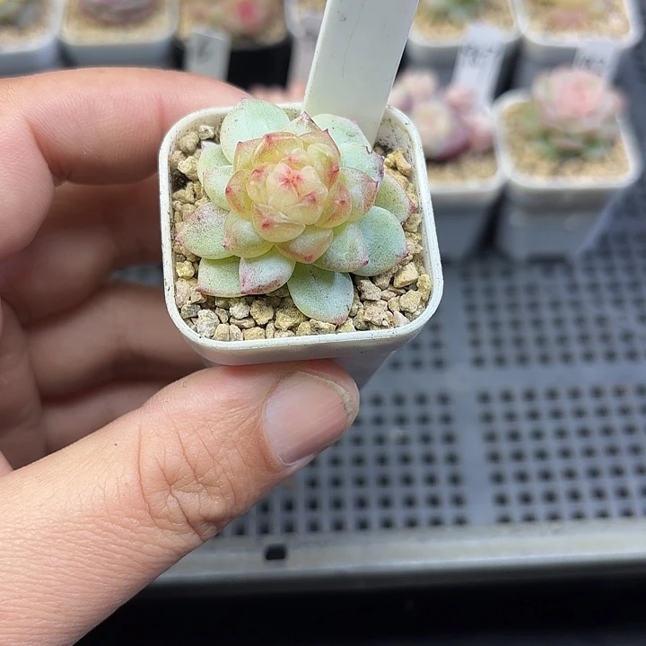 166号玉竹甜心石化多肉