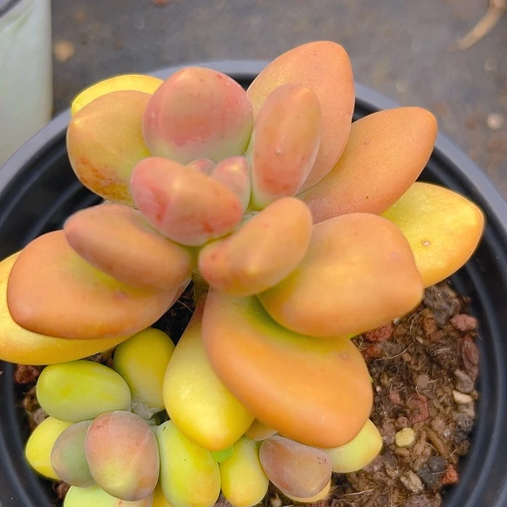 芒果系列美人多肉一物一拍多特价福利