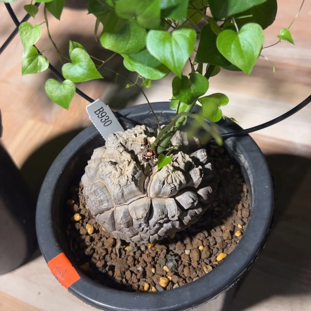 日系盆栽养定的龟甲龙2号