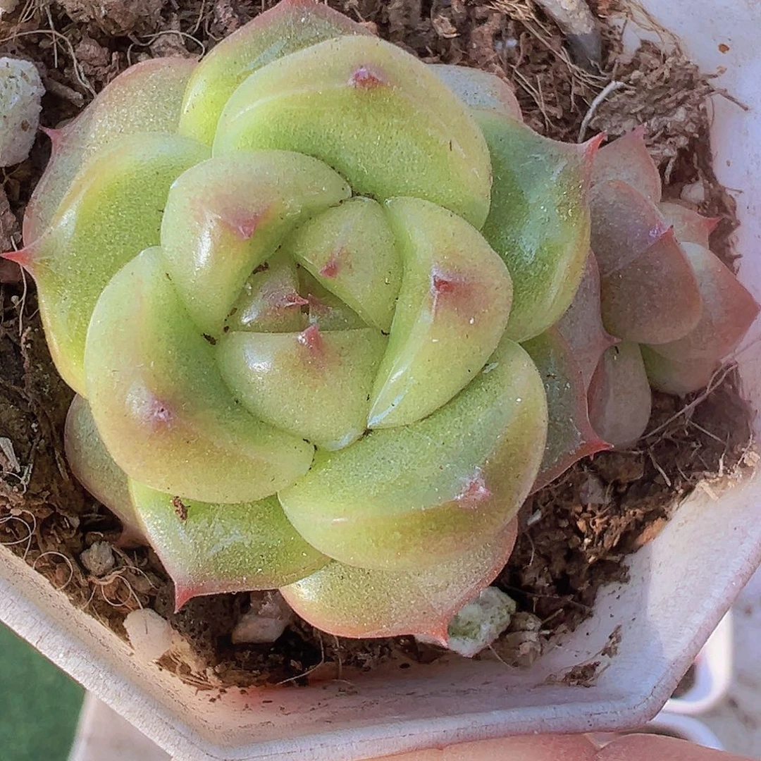 灯泡珍妮19包邮多肉