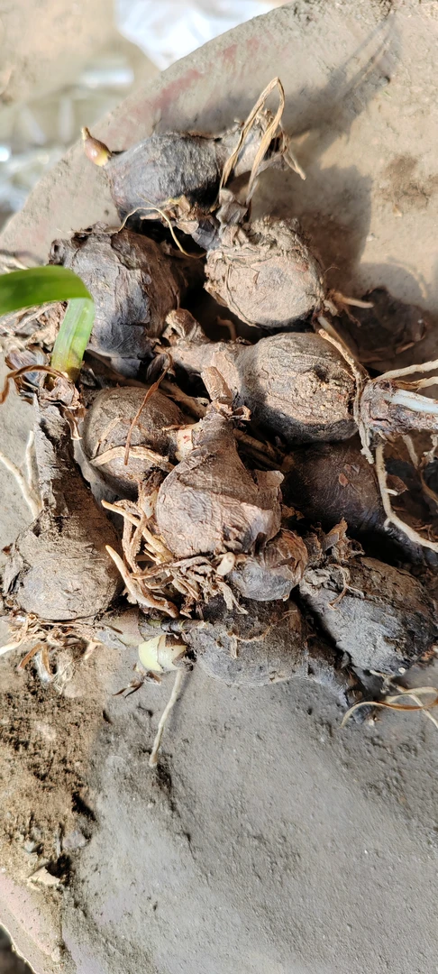 韭叶兰种球10棵起拍