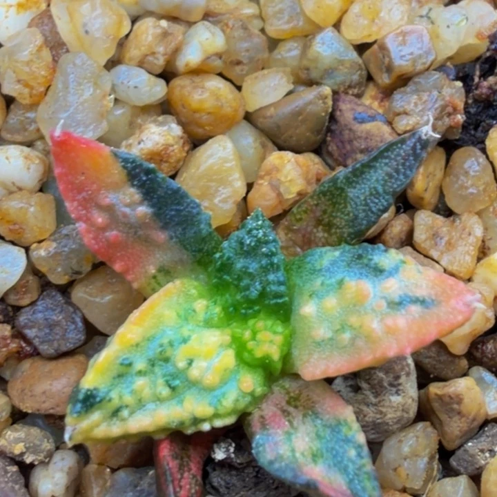 超级哥斯拉打外星怒