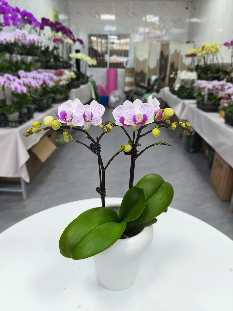 迷你蝴蝶兰花苗盆栽四季好养适合客厅室内的名贵观赏花卉小盆栽