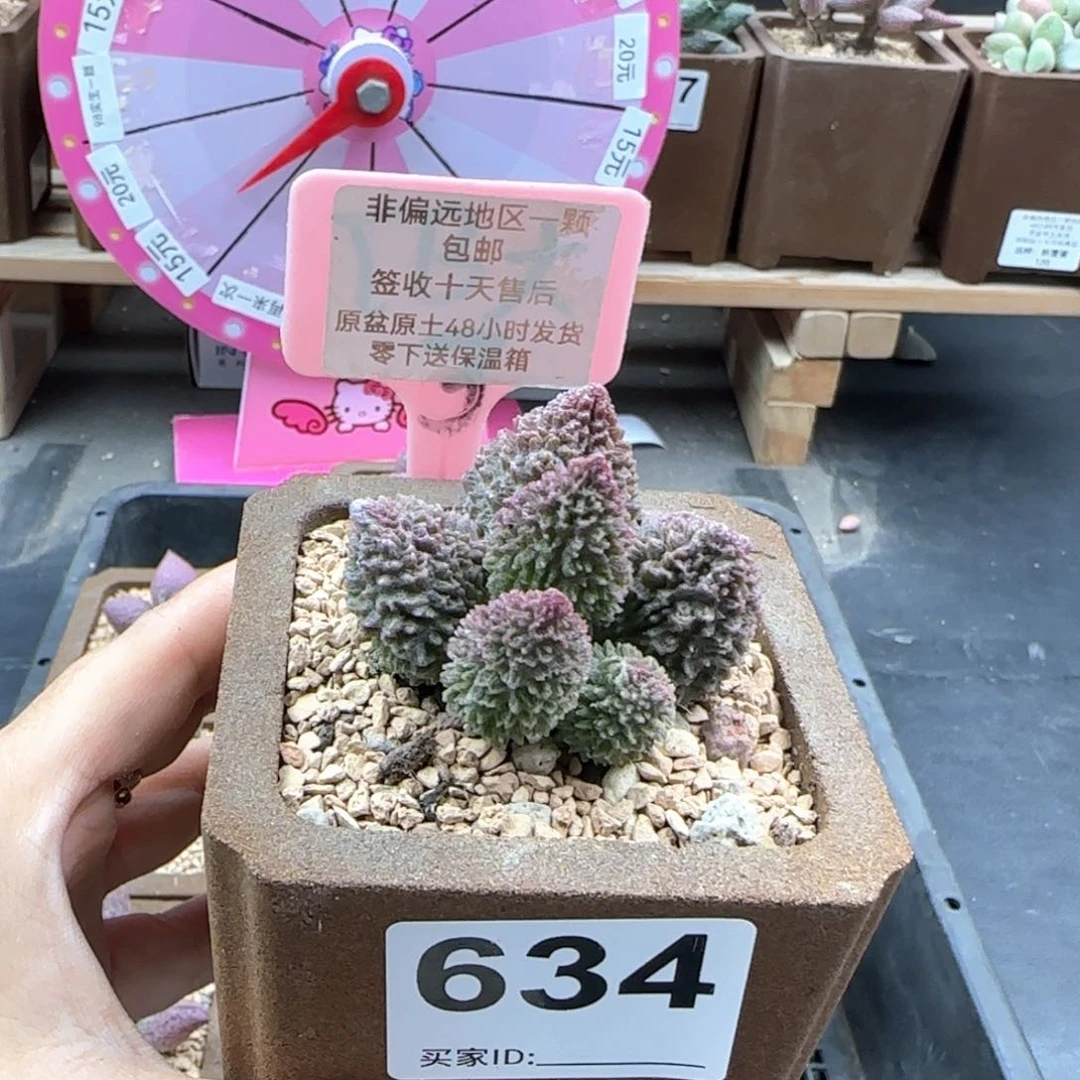 634朱紫玉多肉植物
