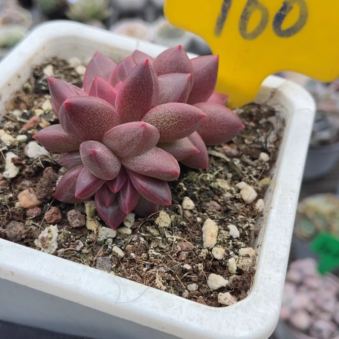 960迷雾泡泡多肉植物