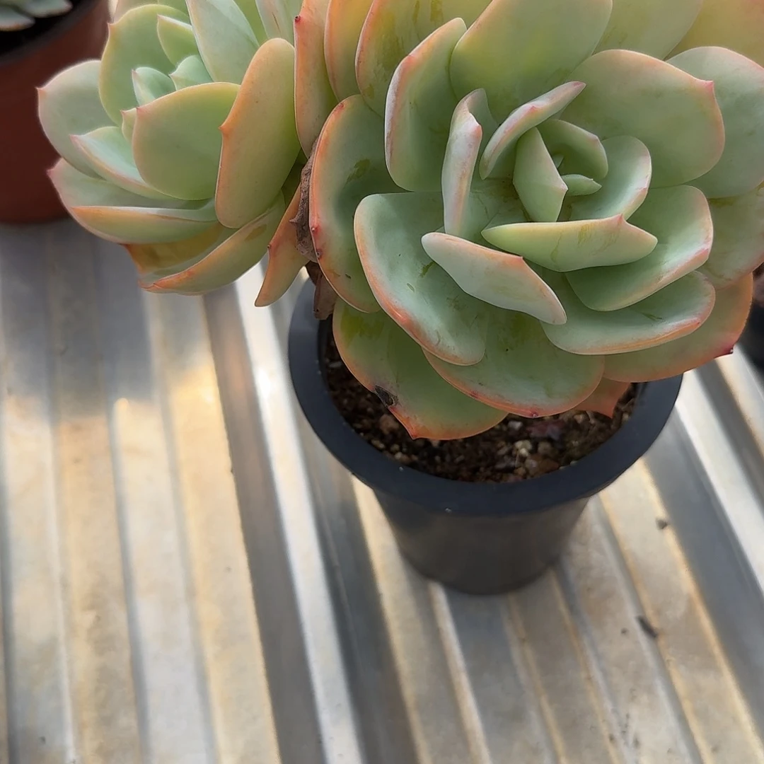 @***婷白凤多肉植物一颗
