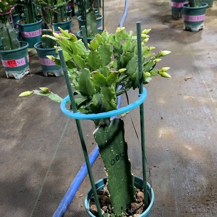 大部分花苞少量开放八***香388嫁接005