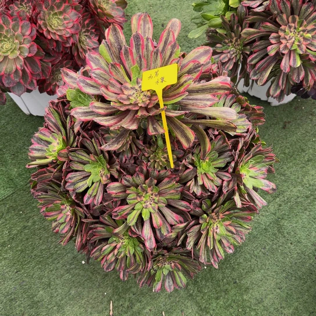荧火粉黛888888888888
