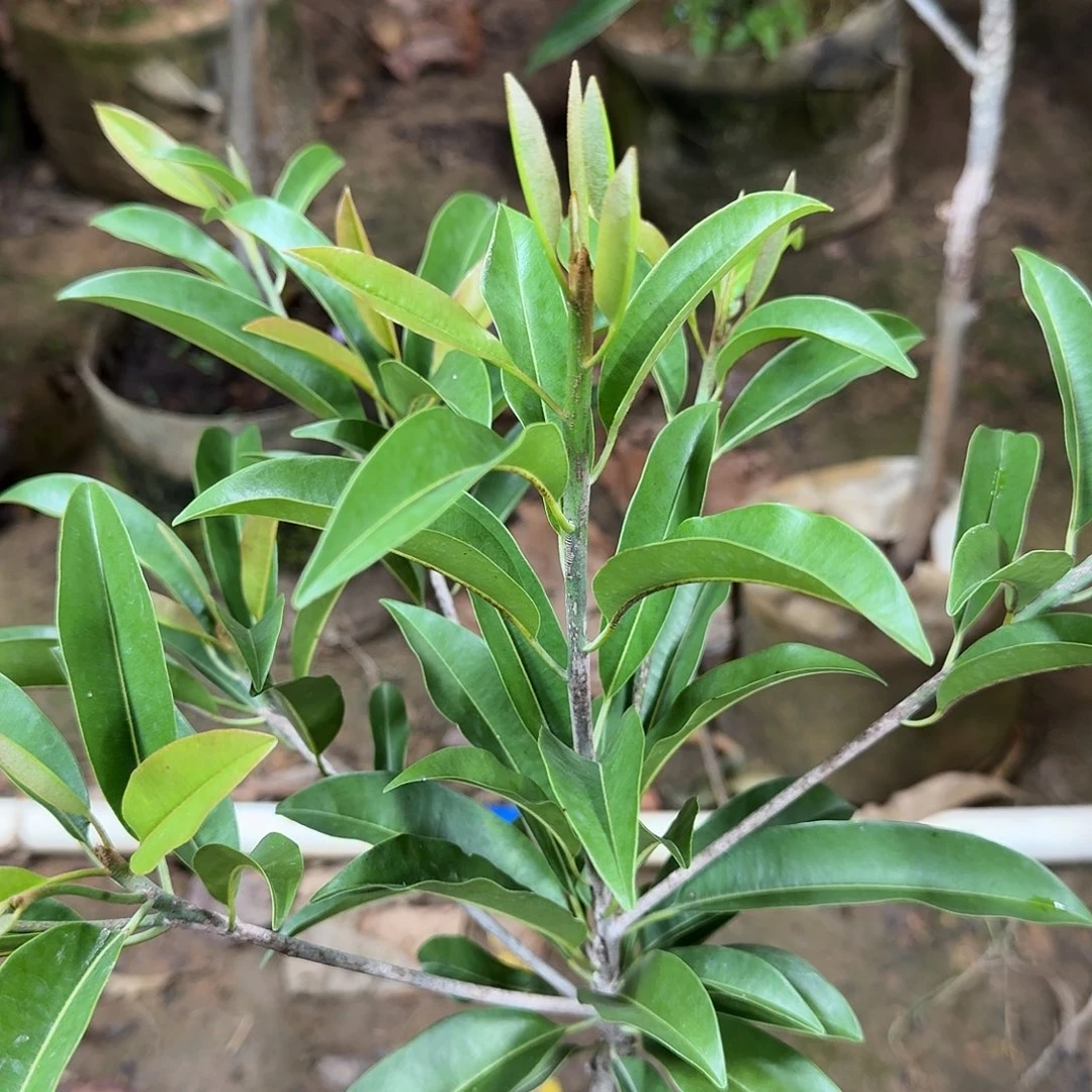 虎***弟当前无花栽培后可以开花墨西哥
