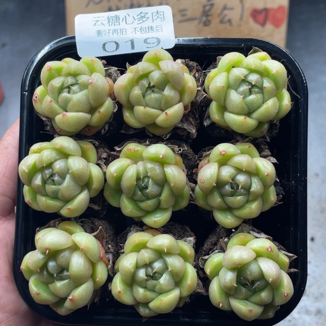 云糖心多肉植物19
