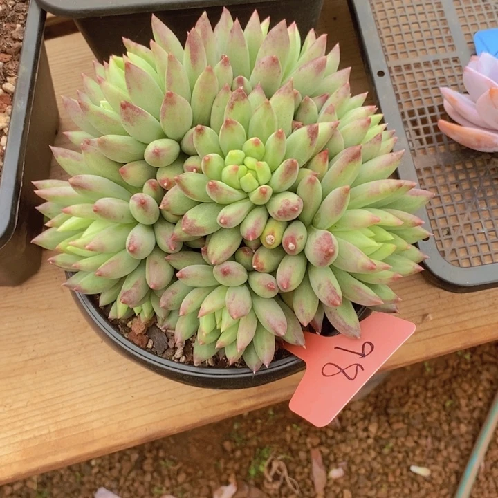 /****这个我都看出来这一