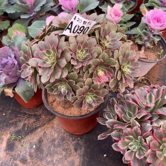 090莲花座不包断枝