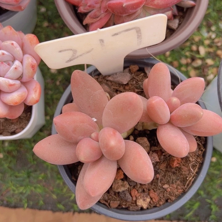 健健康康平平安安