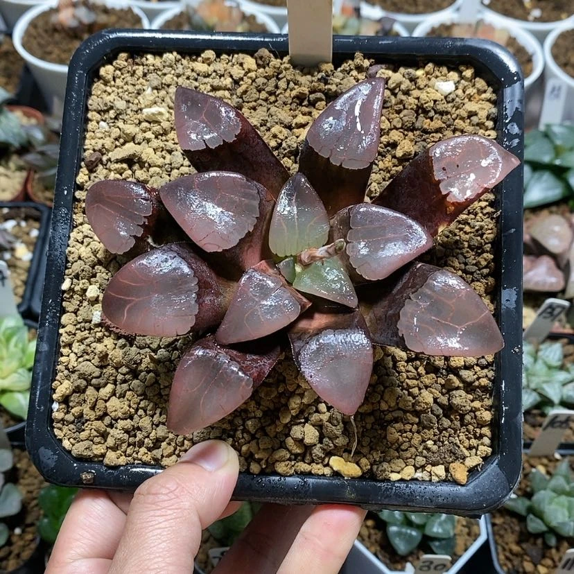 【闪购商品】恰*儿178实生克寄养