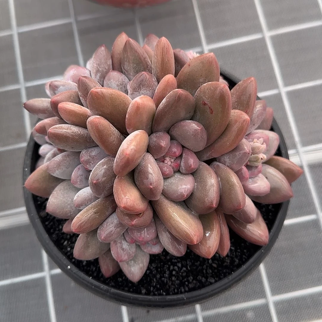 从前慢甄选多肉编号香水