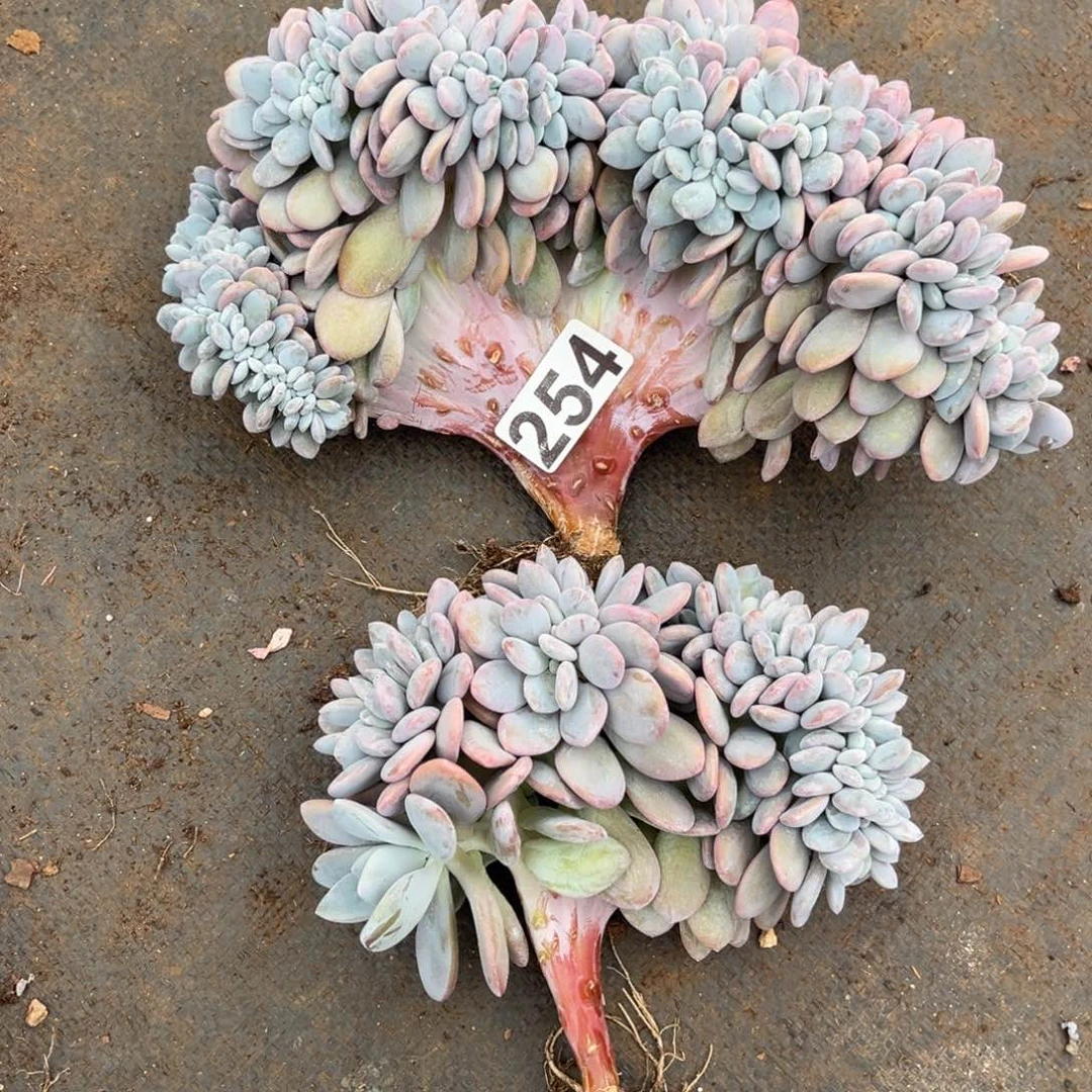 满***玥254号新疆西藏内蒙古不包邮的