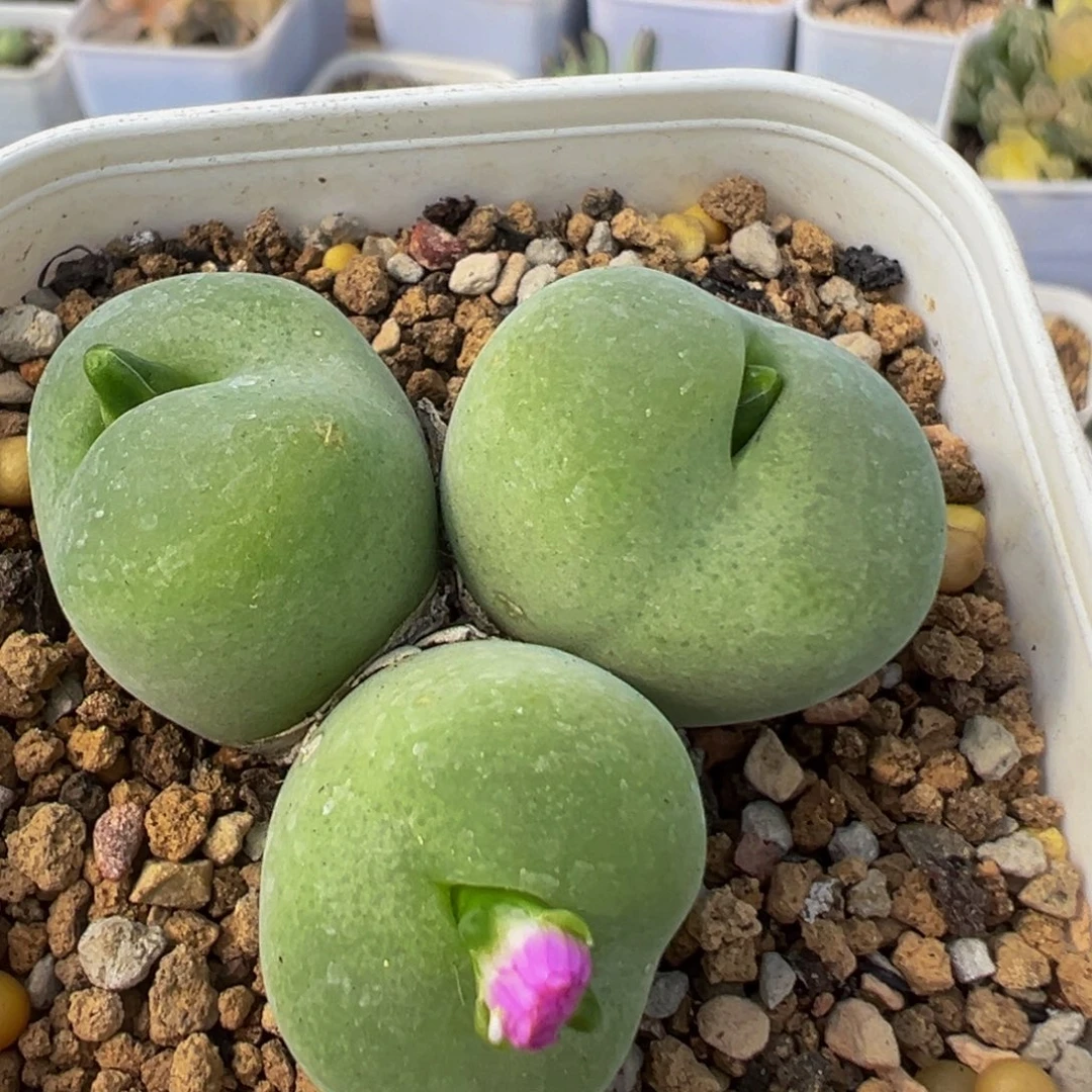 144多肉植物母本翠光
