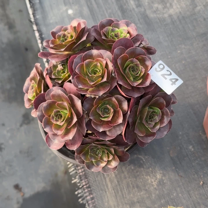 如***意多肉植物魅金924号