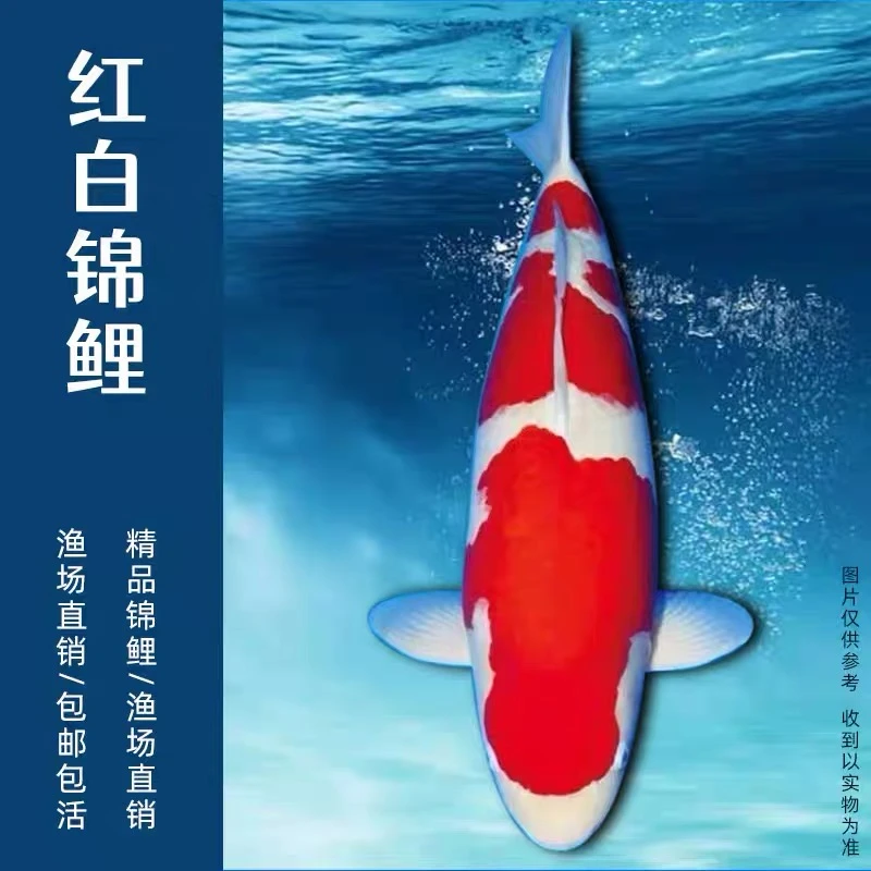 15-18公分实发5条商品级别锦鲤包邮活体小中型好养耐活高档观赏鱼