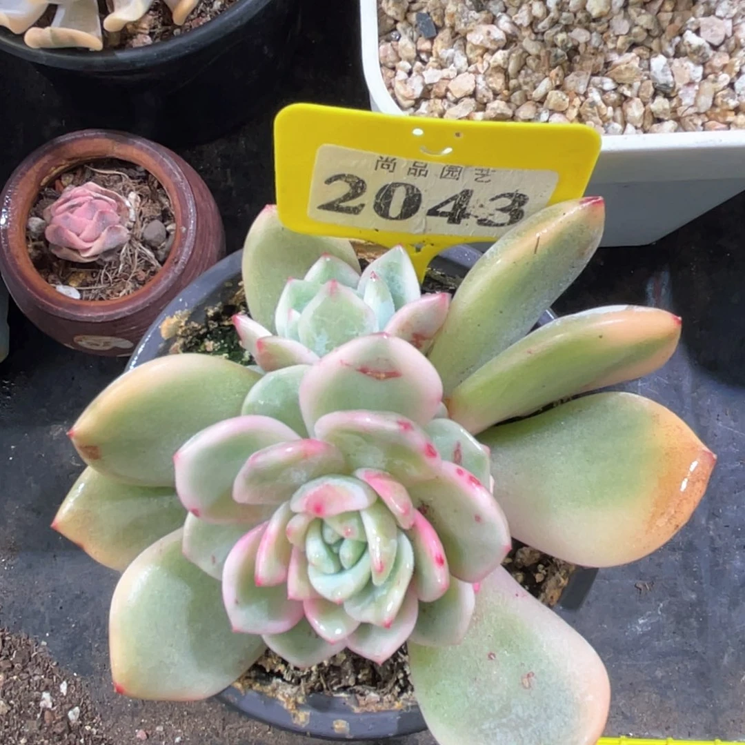 多肉特价梦露锦2043