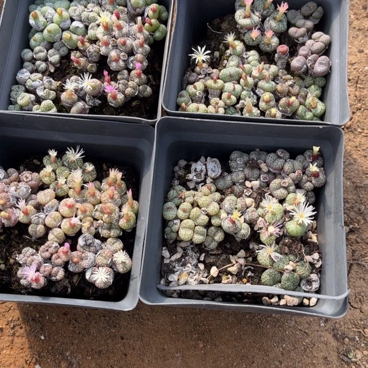 十方杯安贞888888888