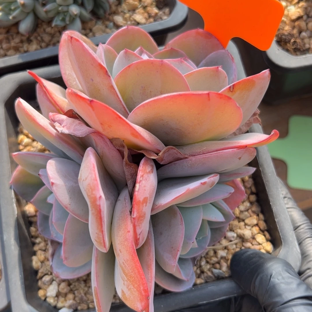 布鲁蓝11111111111111