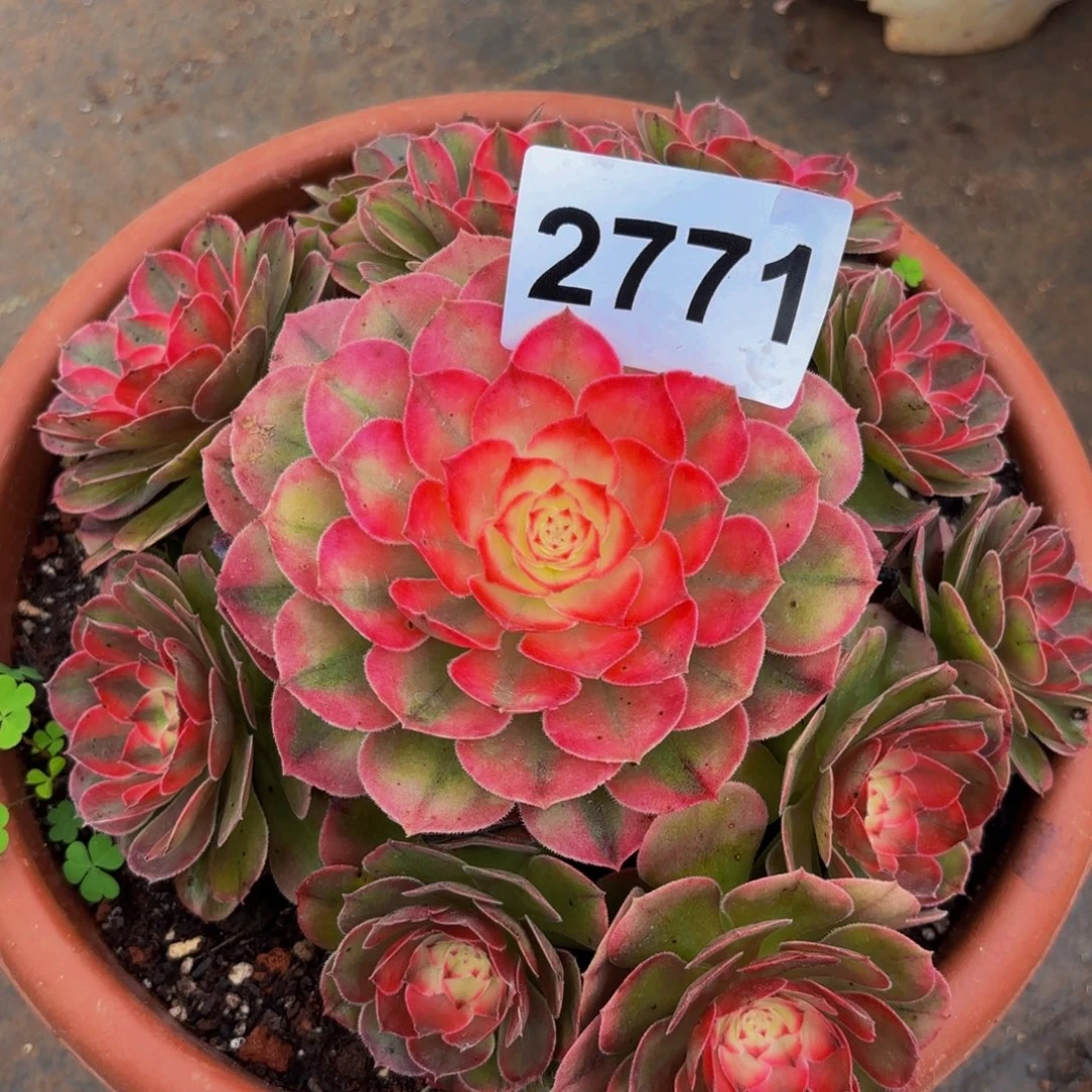 2771多肉植物荔枝特价