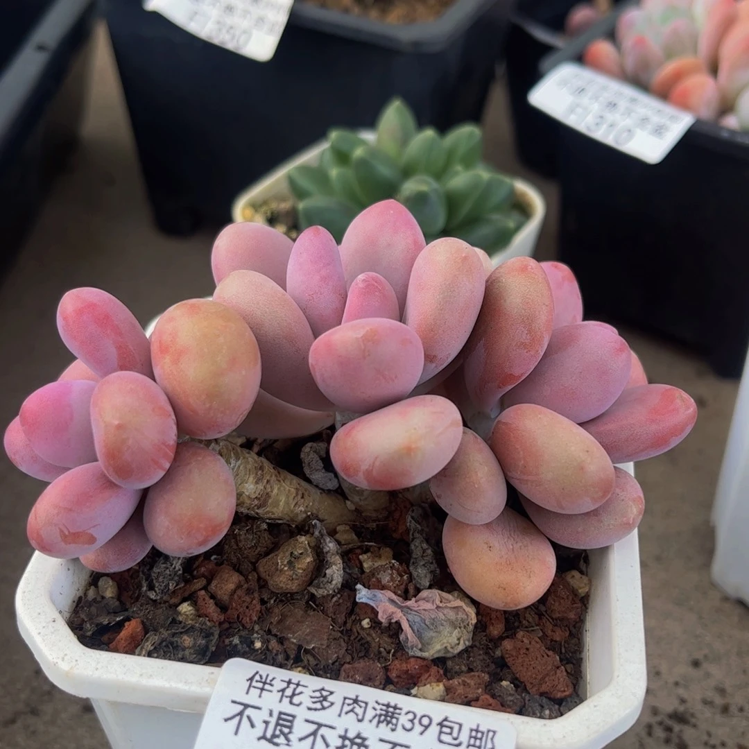 426-腰子桃蛋多肉6cm