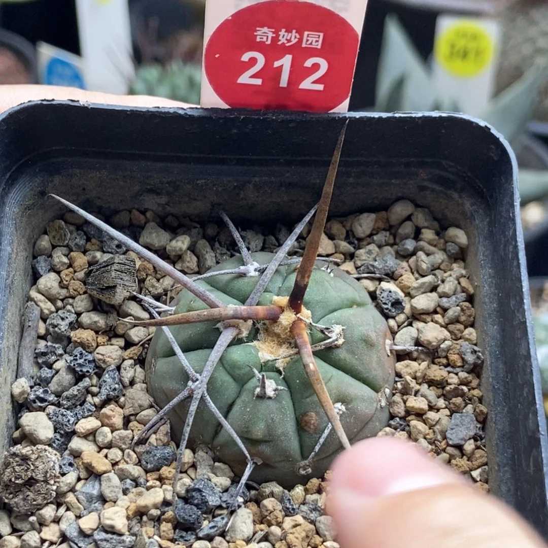 实生超刺光琳玉3.5cm有斑