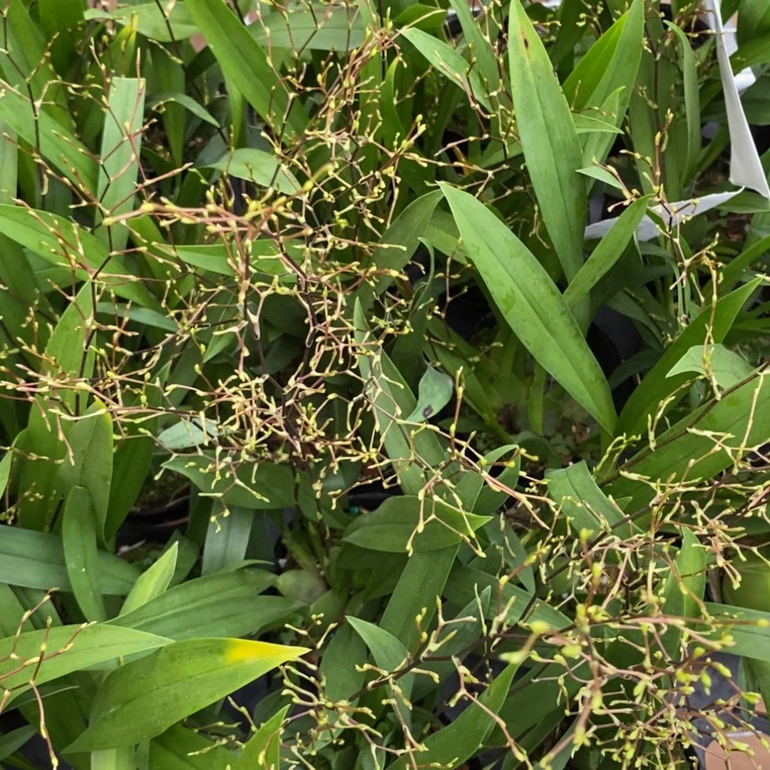 完全开放梦香兰黄色