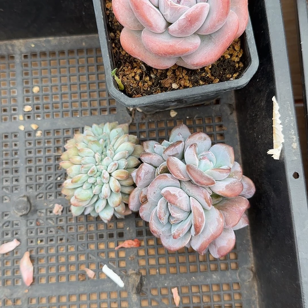 ****）三颗一起一物一拍