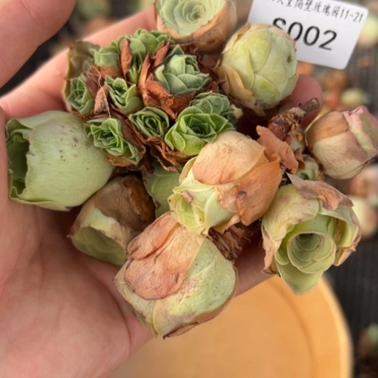 三碗002 帕系观察福利