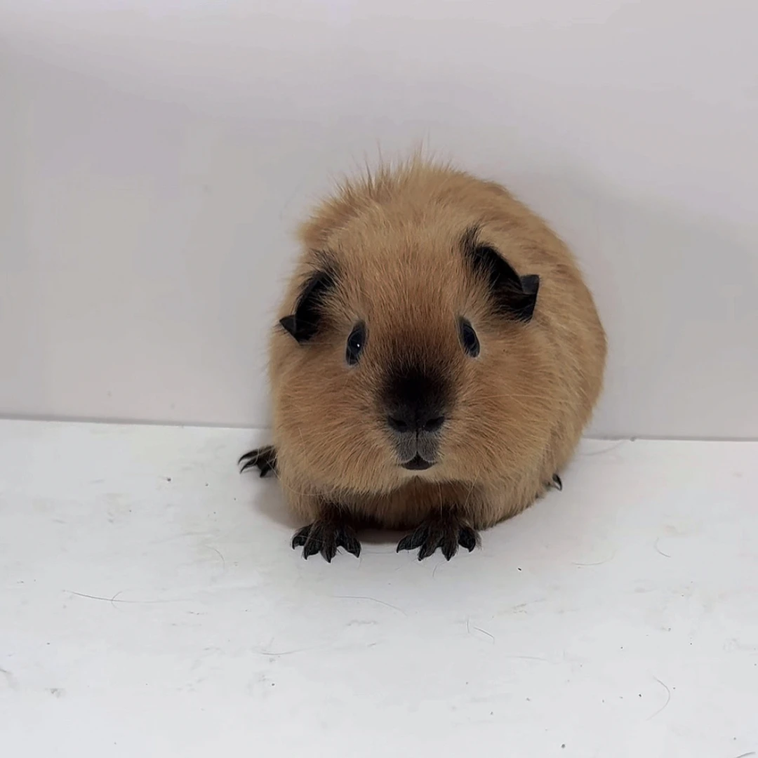金锻加州荷兰猪弟弟