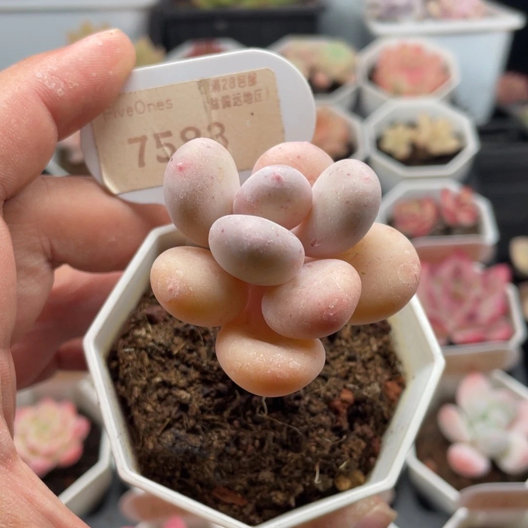 蛋黄奶酪7583-5厘米