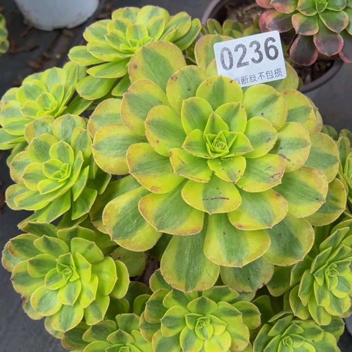 雨合02366666666666