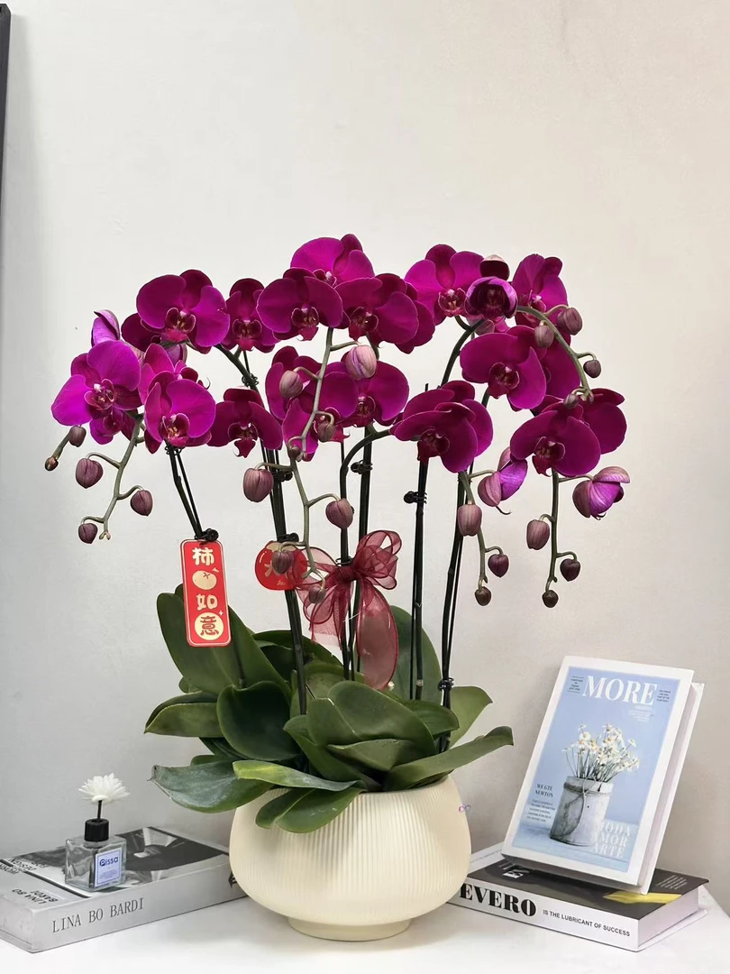 蝴蝶兰【大辣椒】真花 秋冬耐寒花卉 四季开花 多样性发货