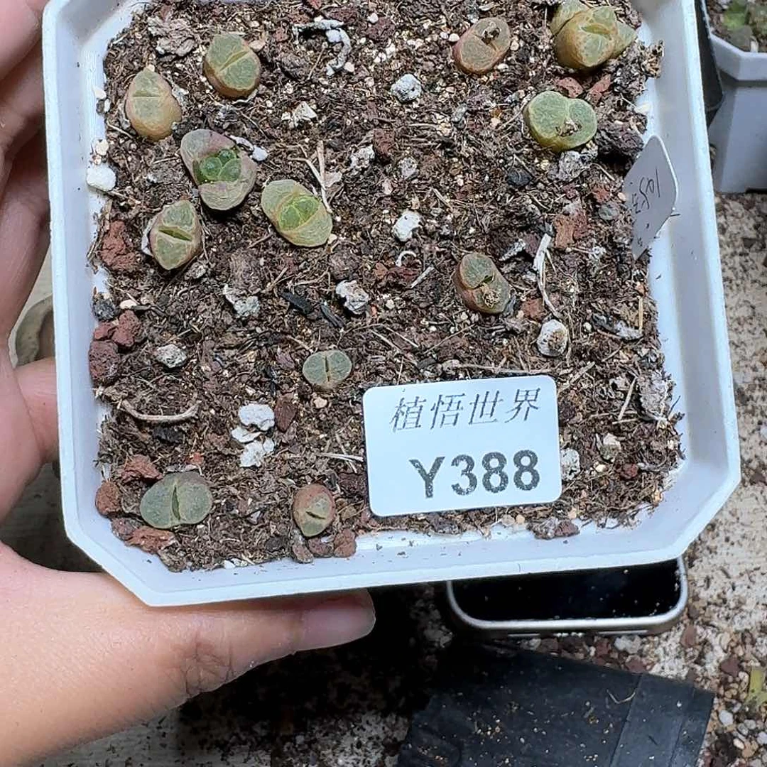 388盒多肉植物哇c f