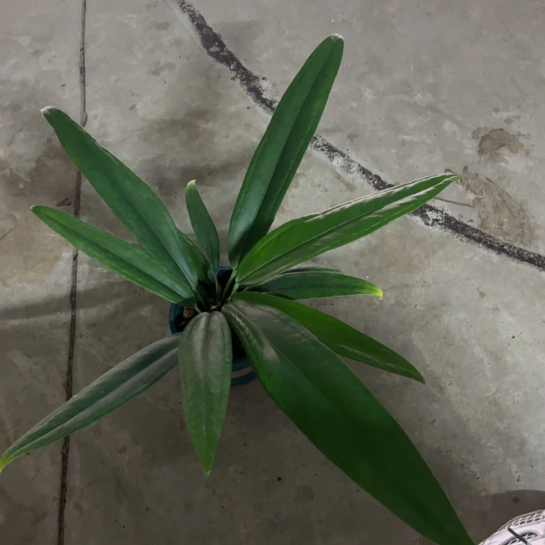 无花朵7447鹤后x领带（两颗起拍 无售后）